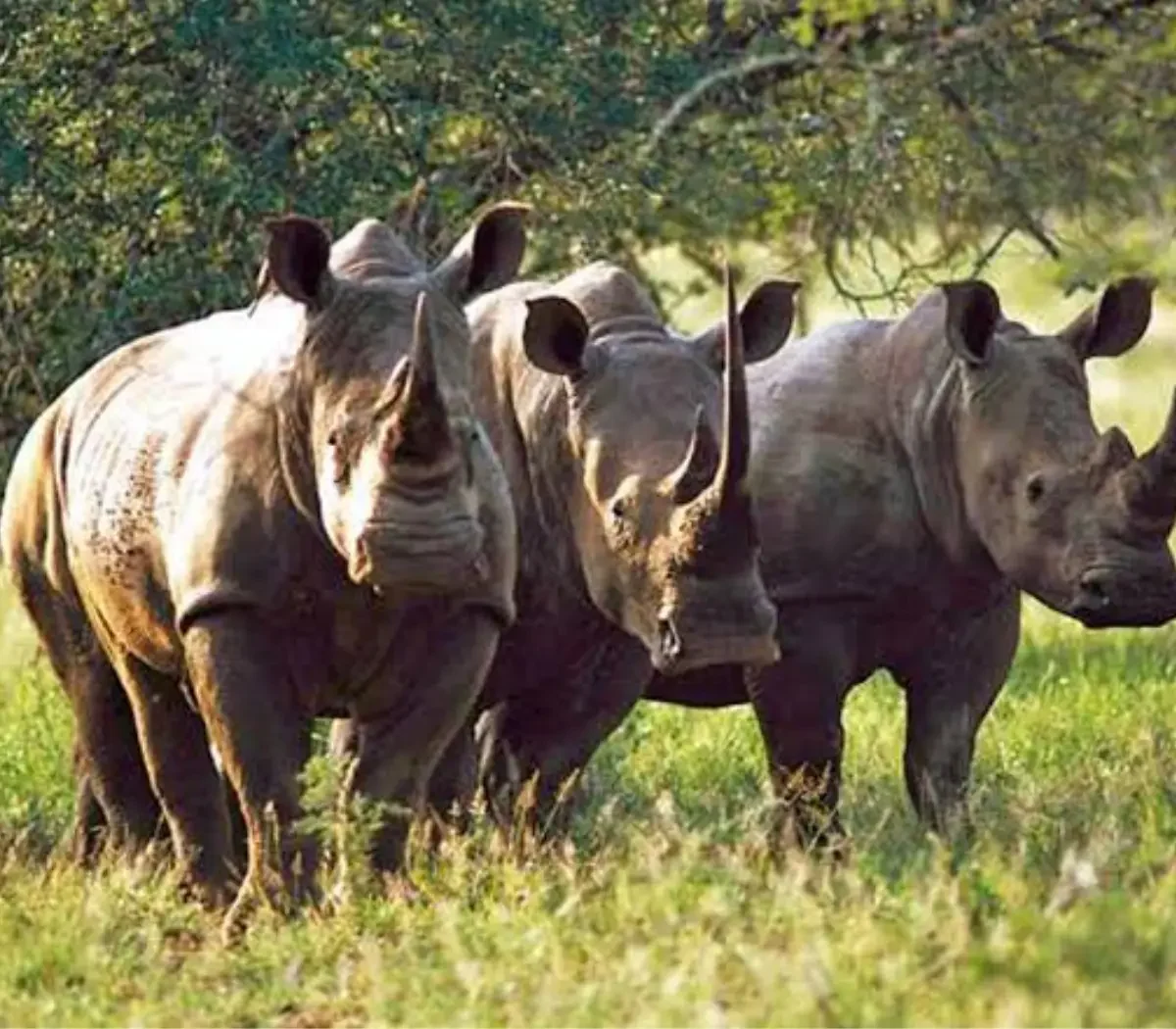 Rhino Sanctuary 4