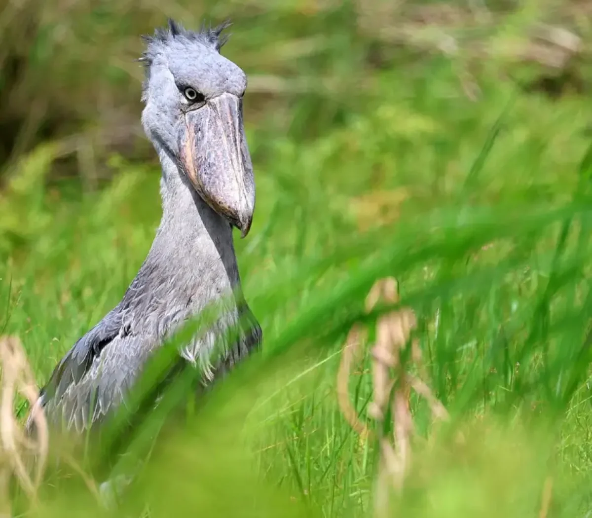 Shoebill Bird9
