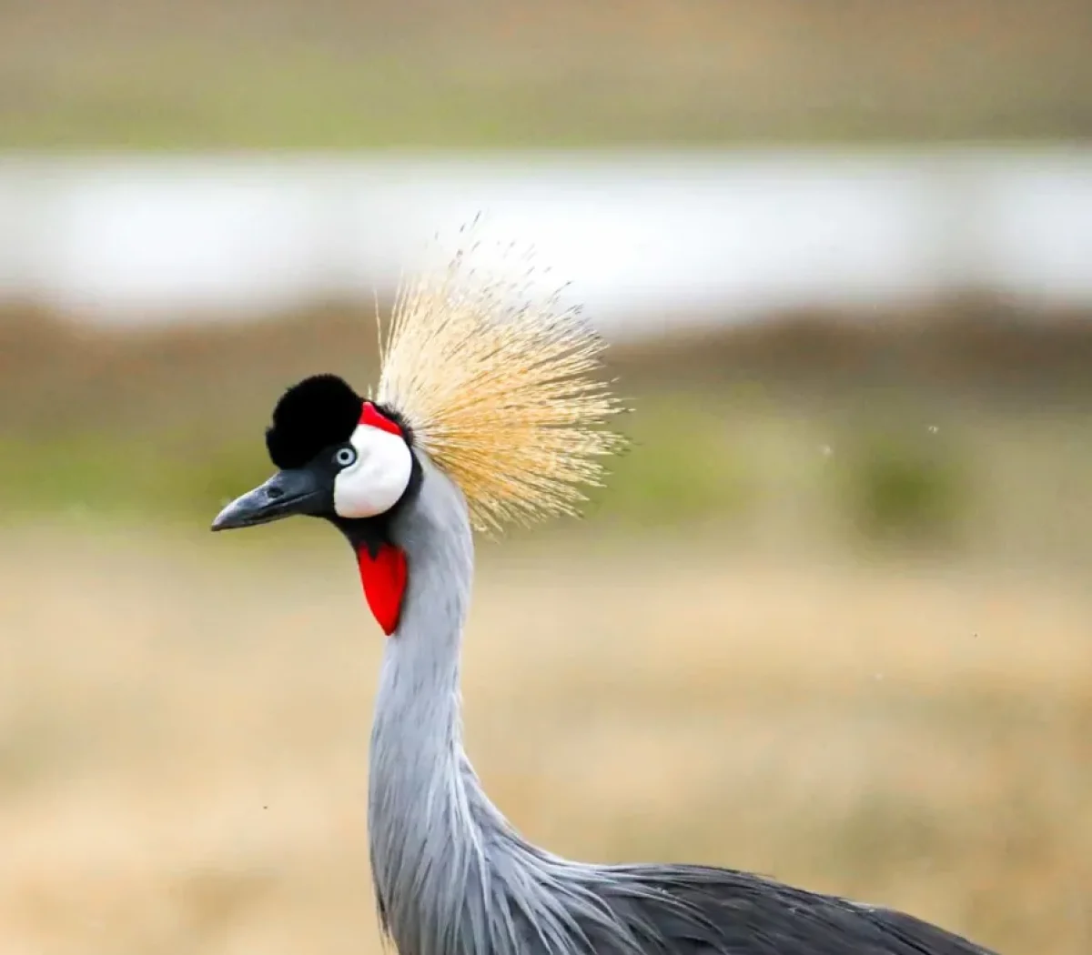 arusha-national-park-4