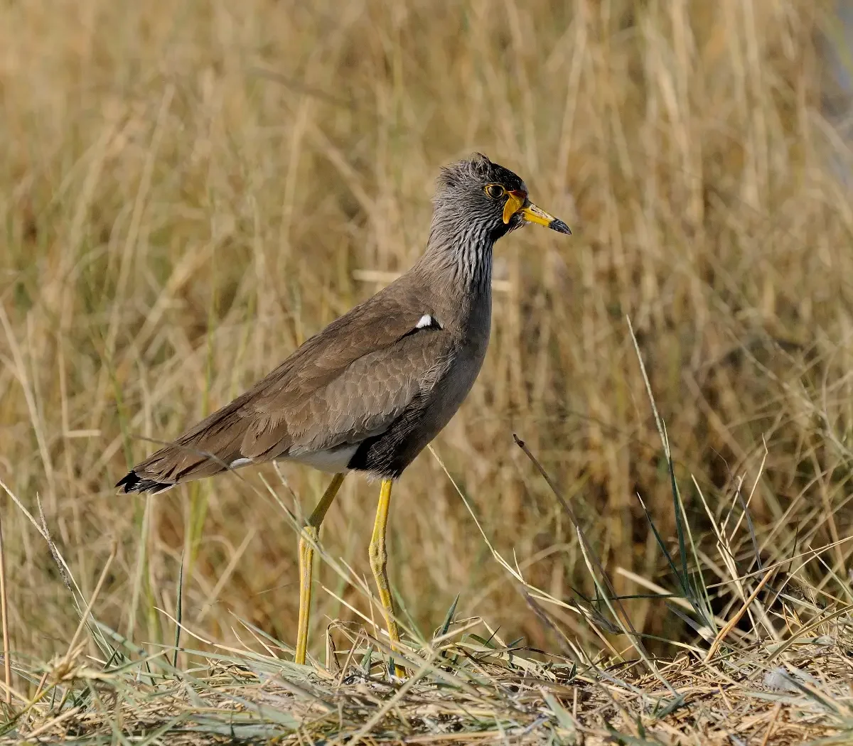 rumanyika-karagwe-national-park6