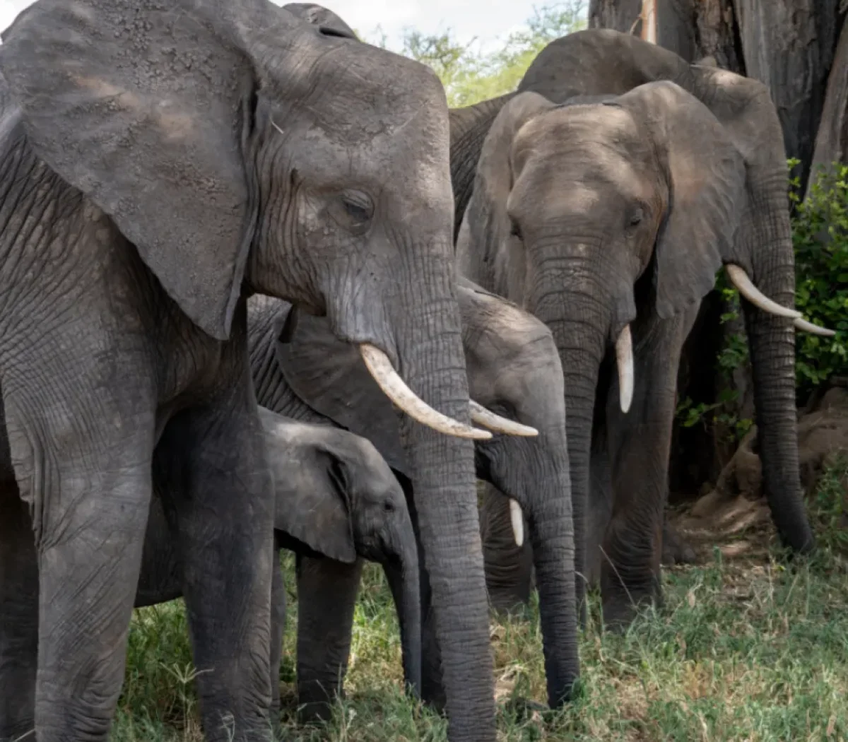 tarangire-national-park-4