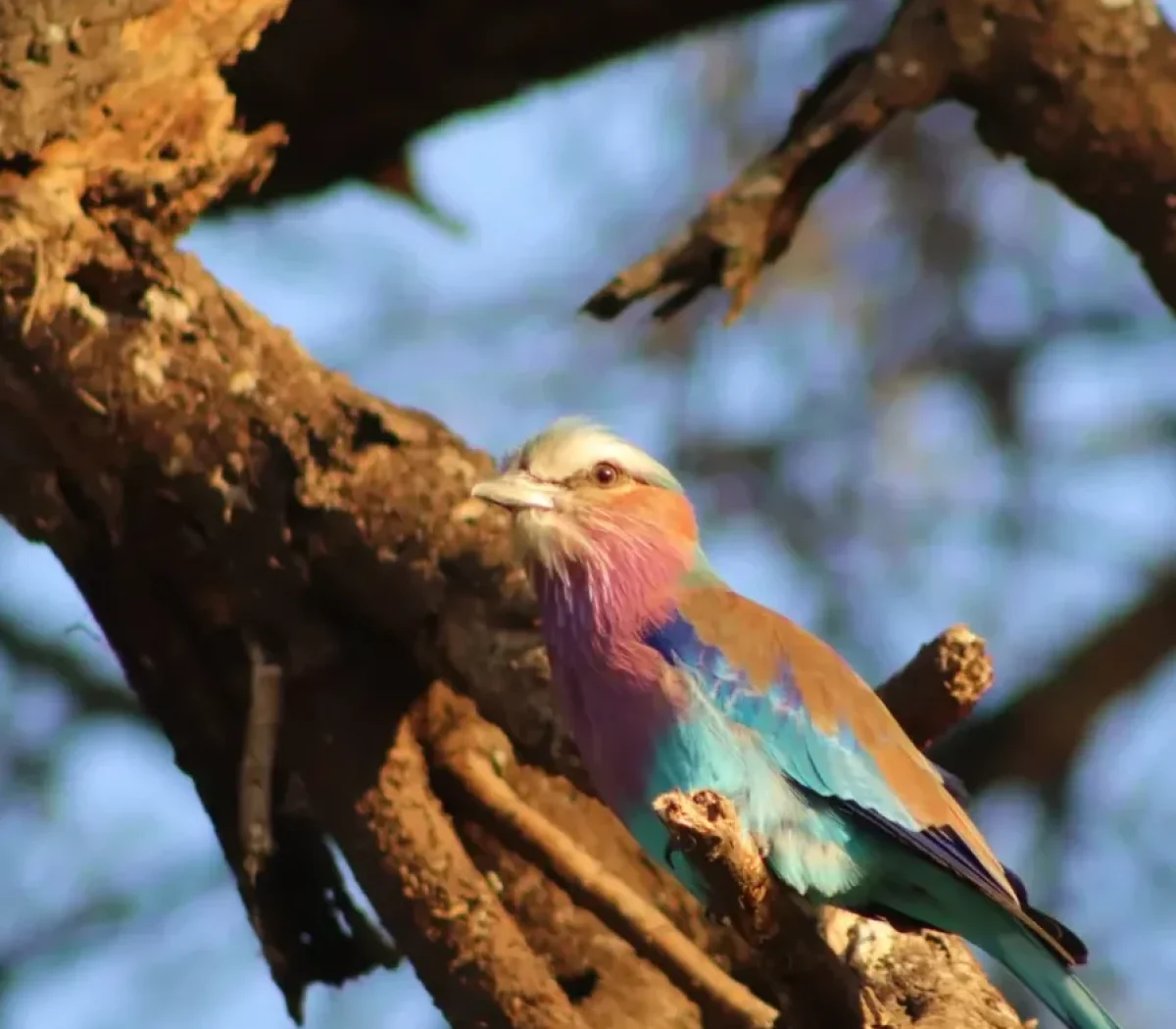 tarangire-national-park-5