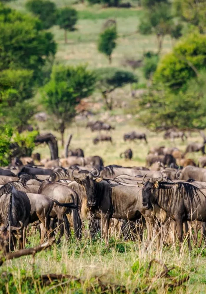 Lifetime Safaris