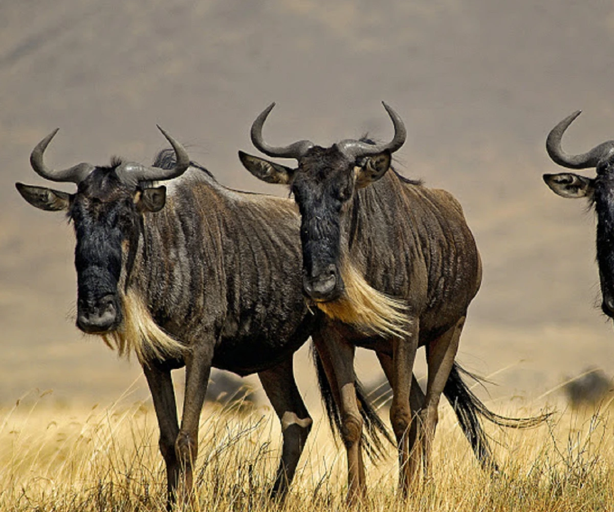 Lifetime Safaris