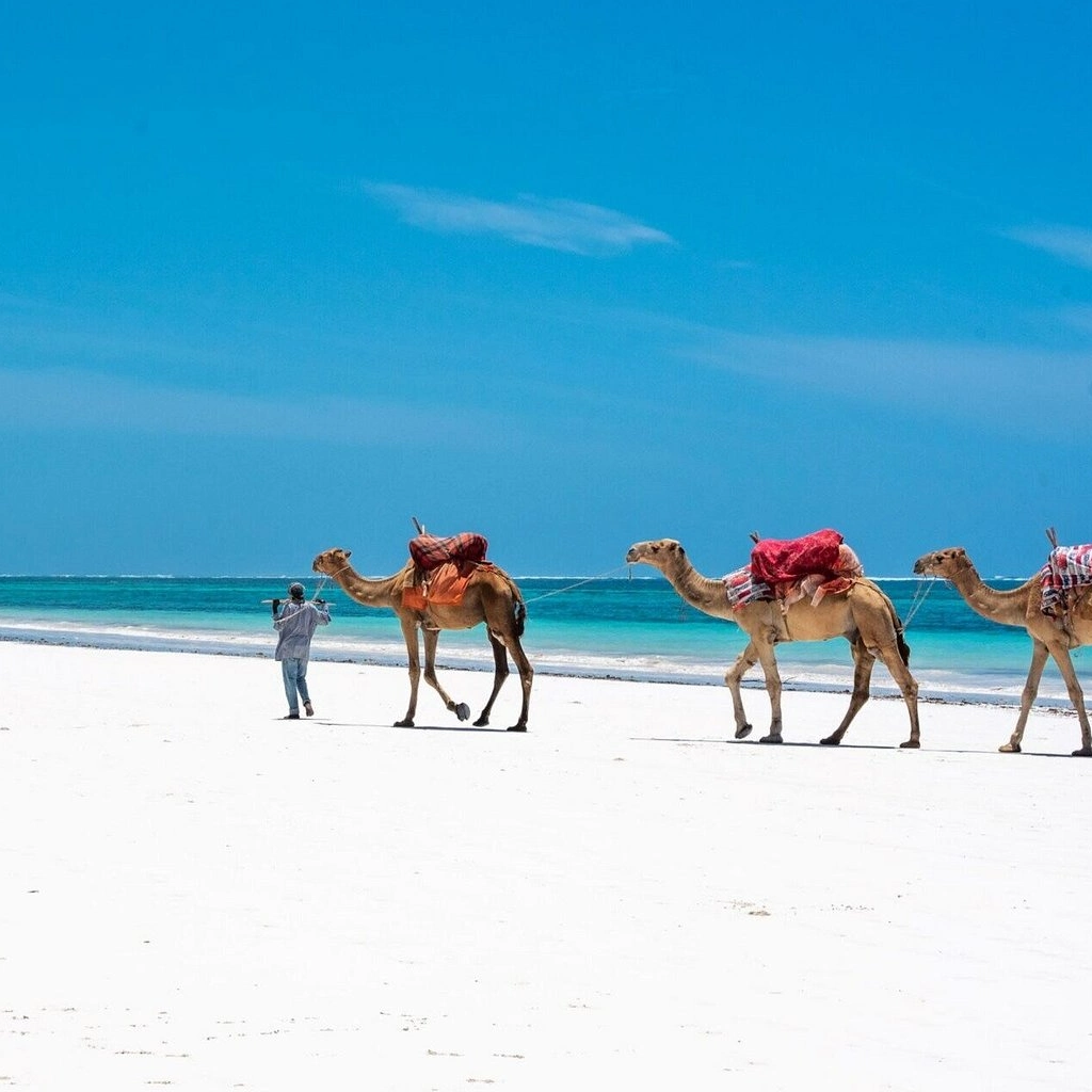 Lifetime Safaris