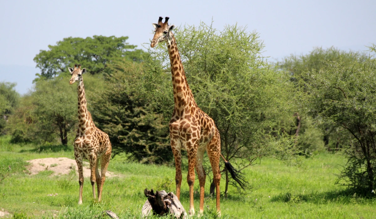 Lifetime Safaris