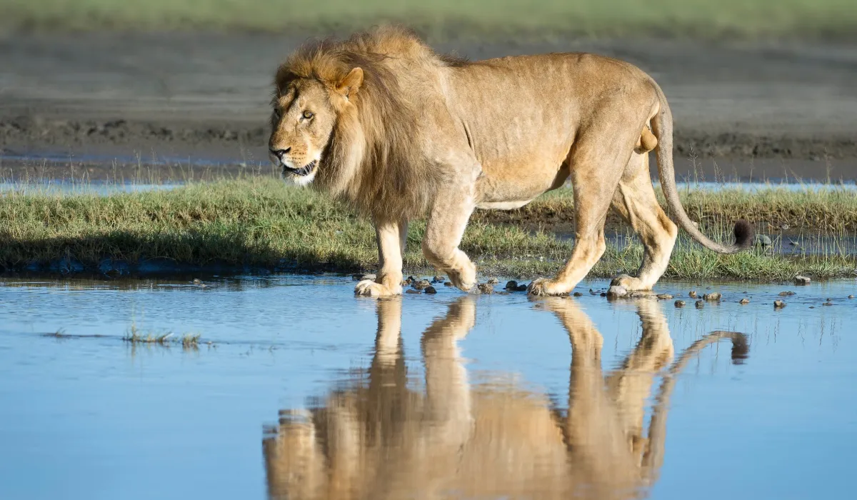 Lifetime Safaris
