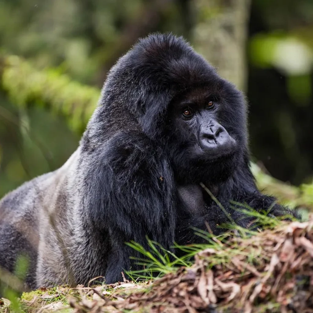 Lifetime Safaris