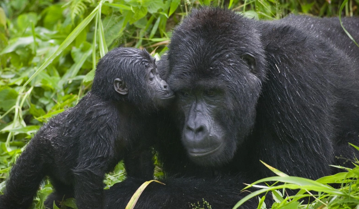 Lifetime Safaris