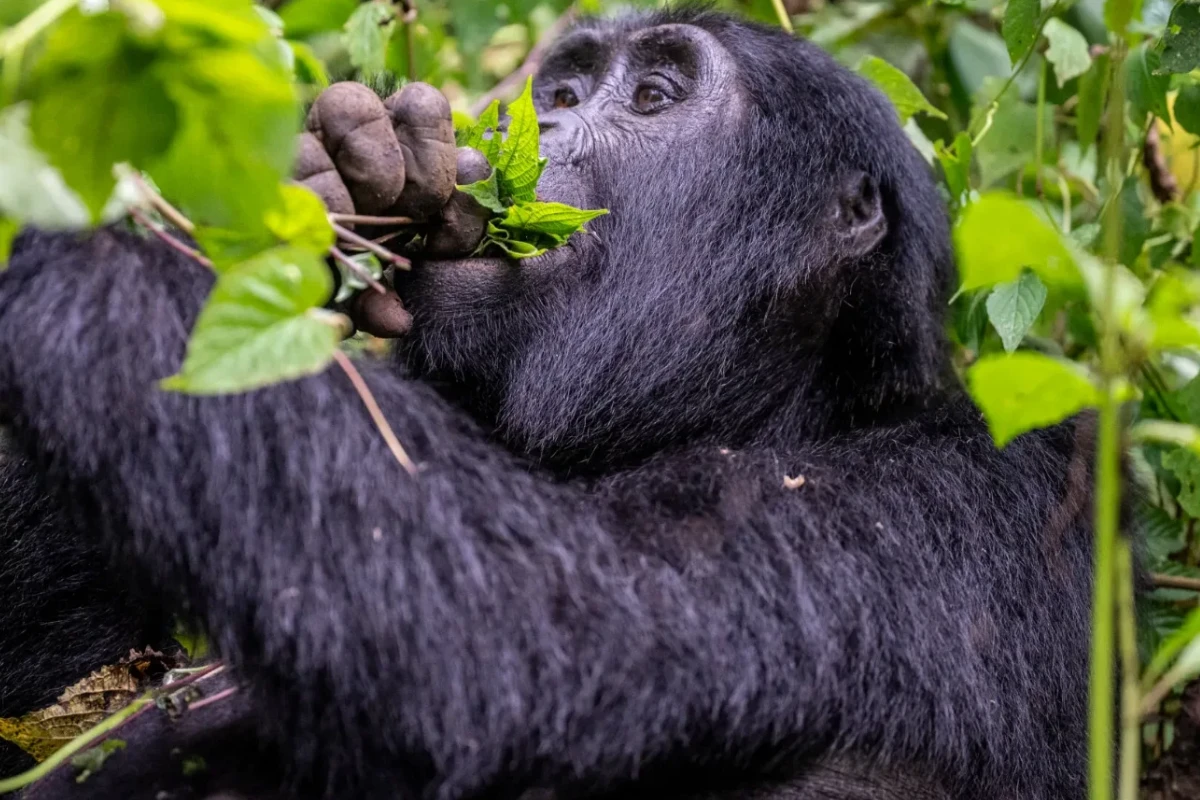 3 Days Gorilla Trek Uganda