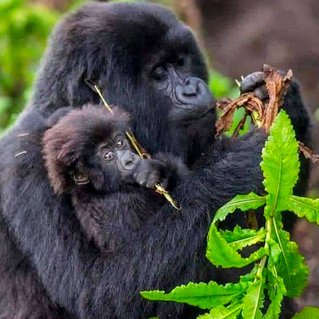 Lifetime Safaris