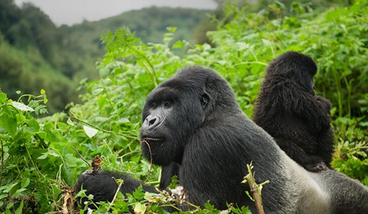 Lifetime Safaris