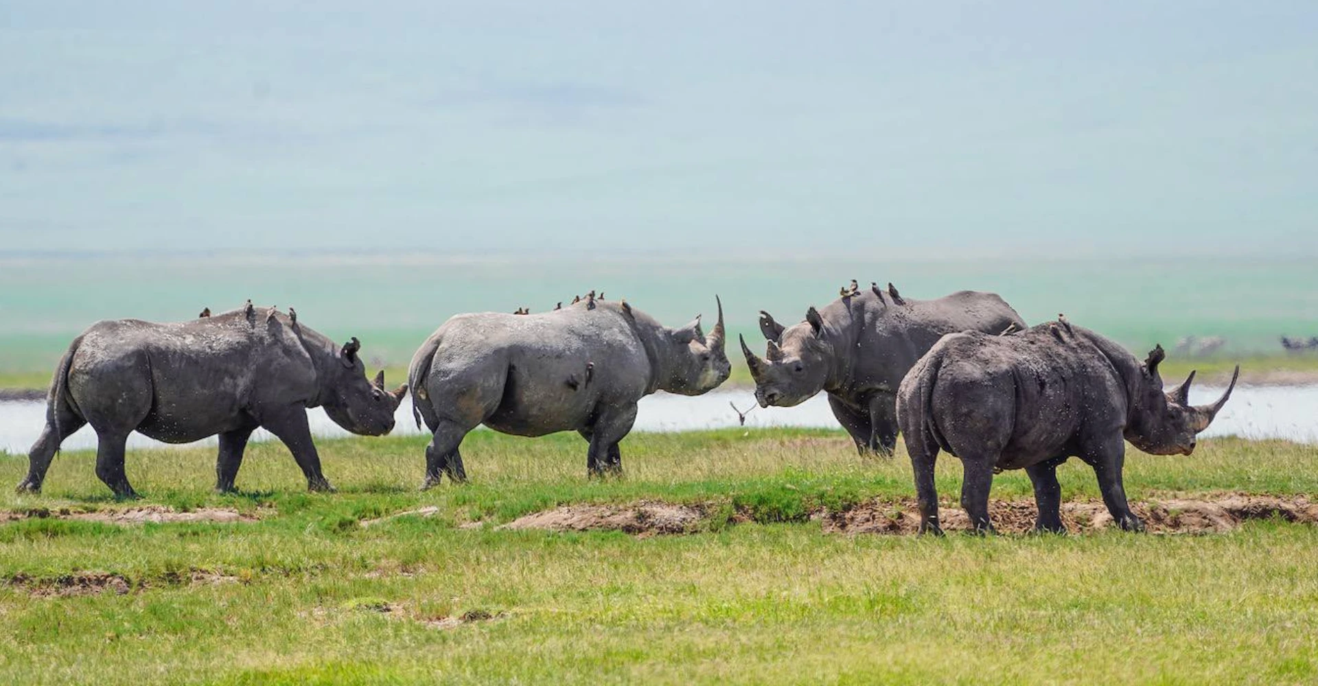 Lifetime Safaris