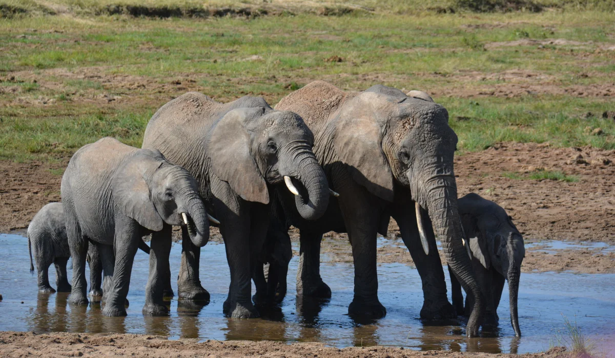 Lifetime Safaris