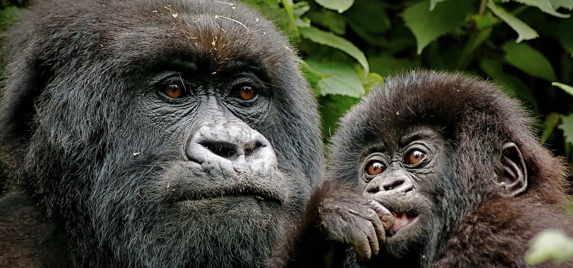 Lifetime Safaris