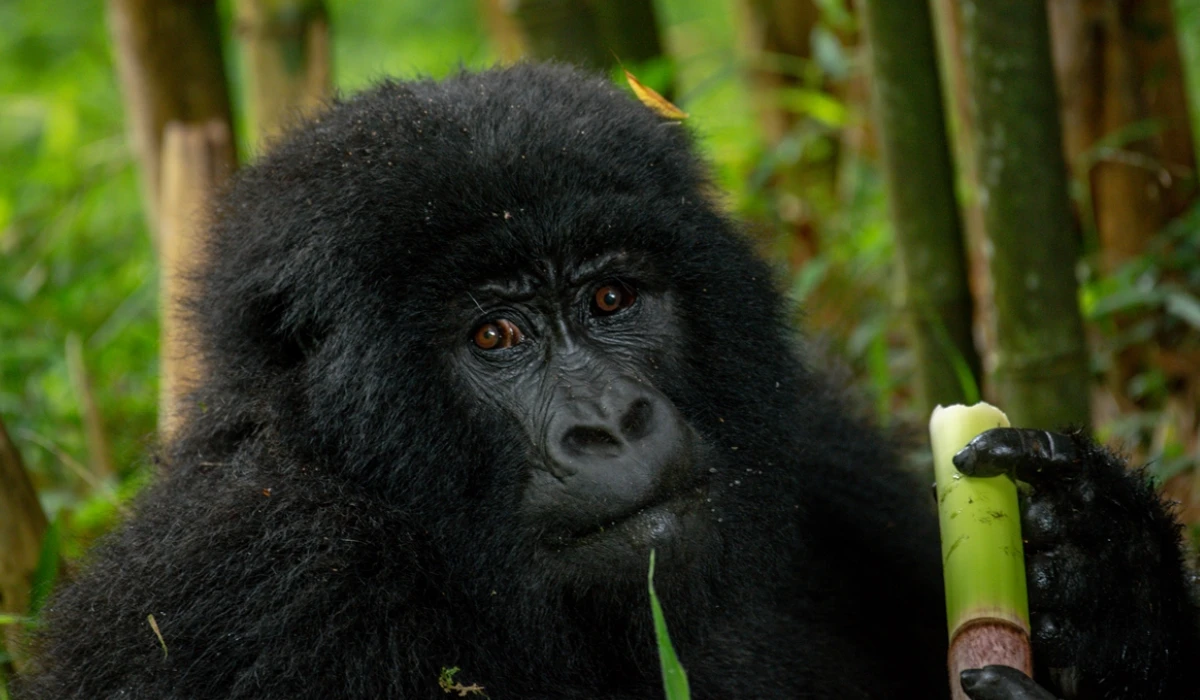 Lifetime Safaris