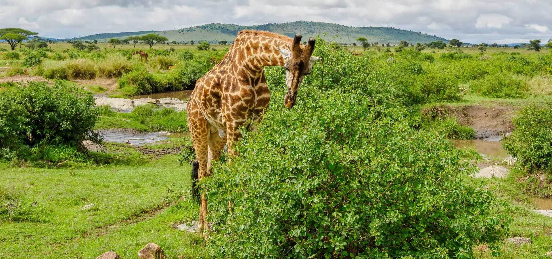 4 Days Tanzania Bush Safari