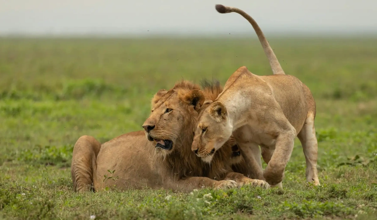 Wild Life 