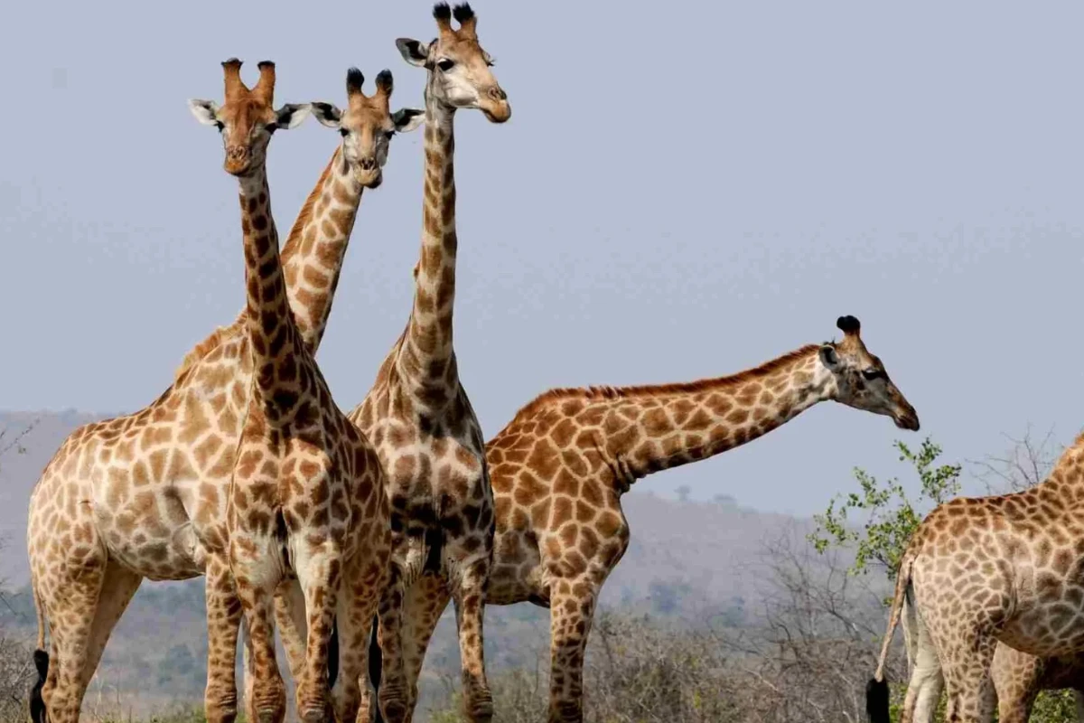 4 Days Tarangire, Serengeti, Lake Manyara & Ngorongoro Crater Safari