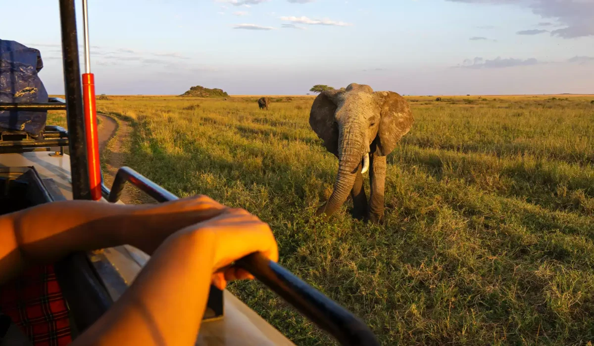 Lifetime Safaris