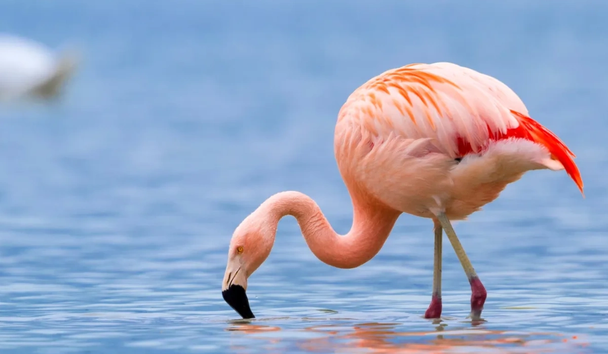 Lifetime Safaris