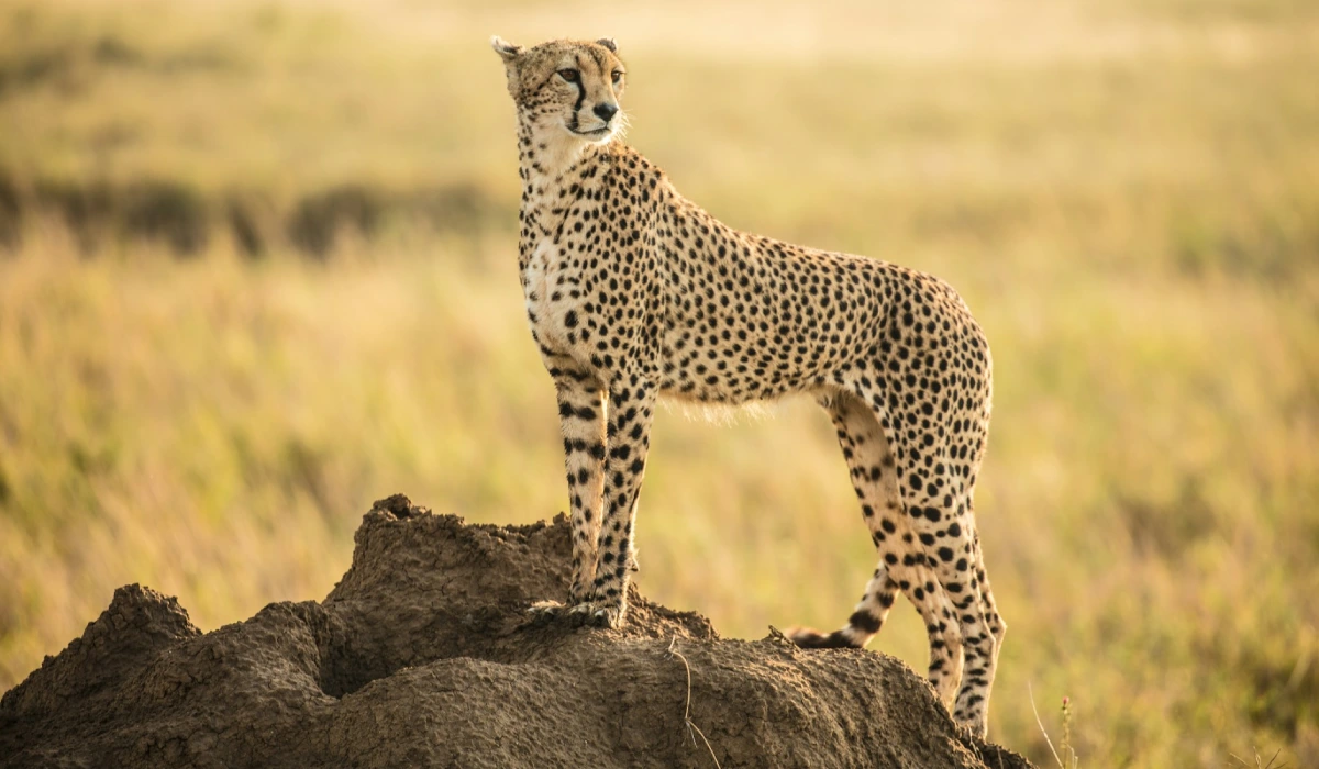 Lifetime Safaris