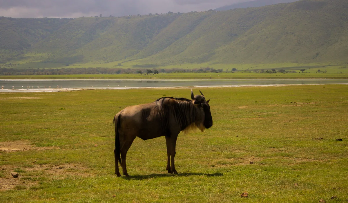 Lifetime Safaris