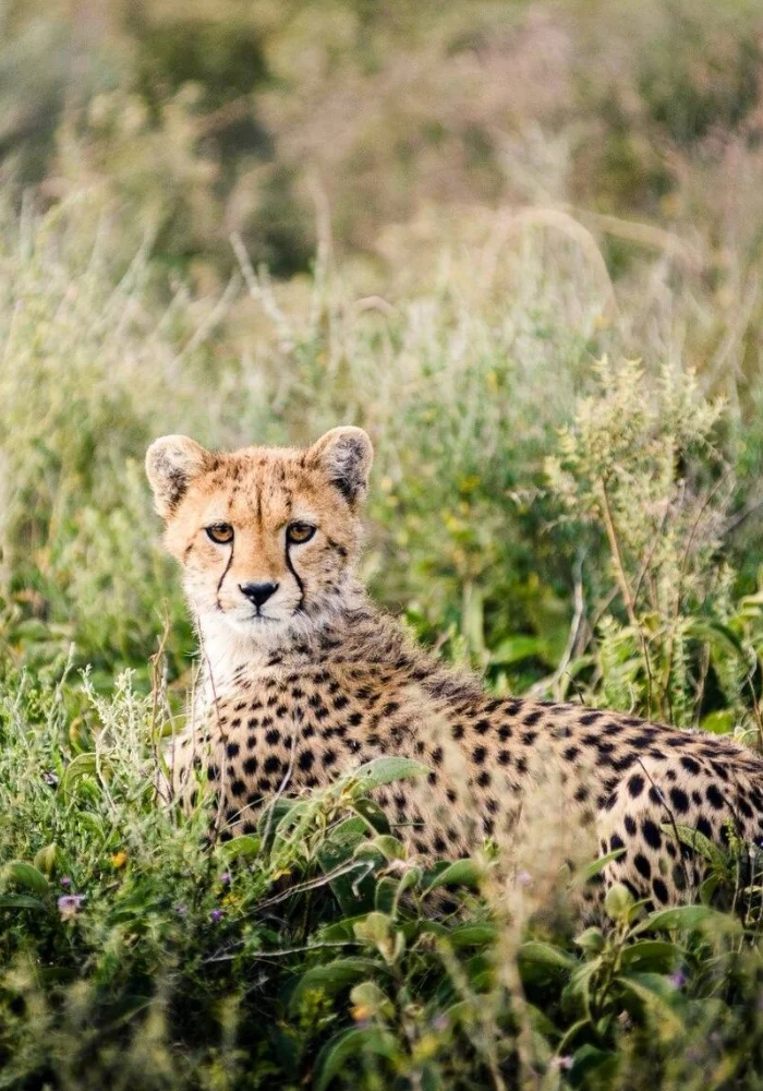 Lifetime Safaris