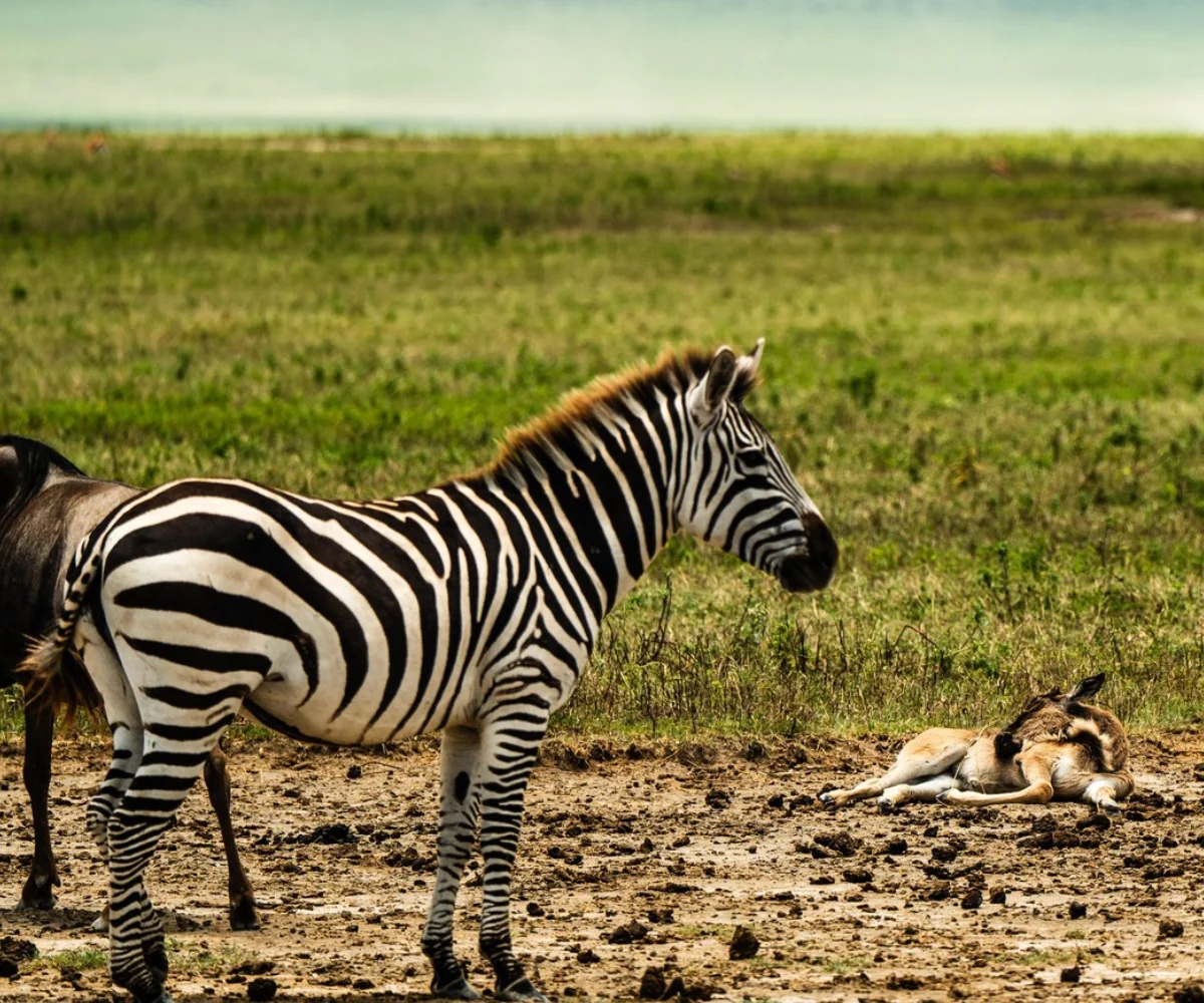Lifetime Safaris
