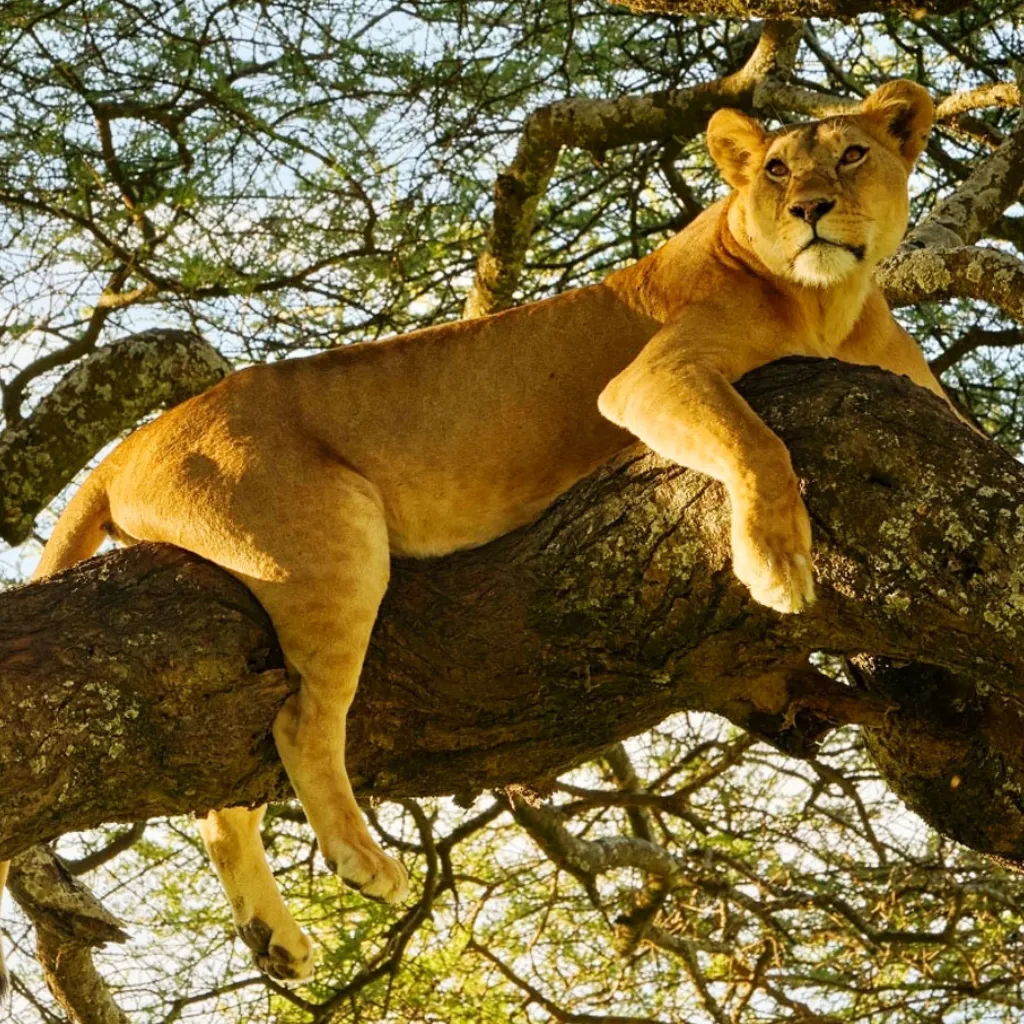 Lifetime Safaris