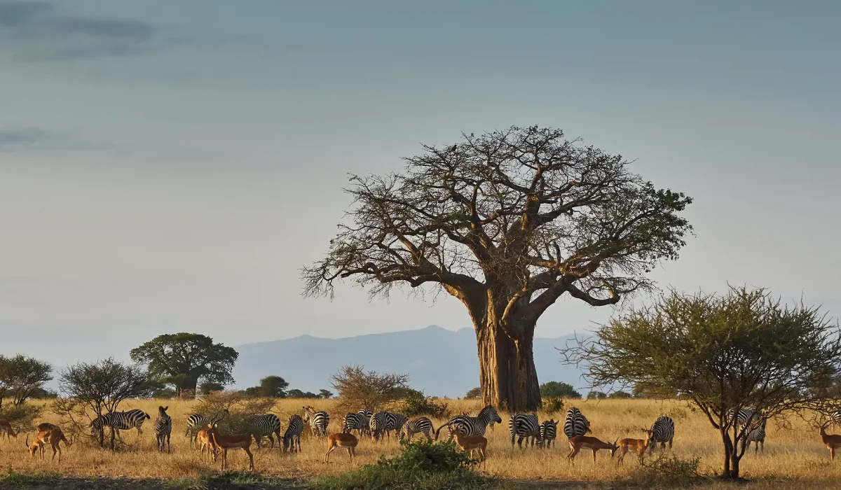 Lifetime Safaris
