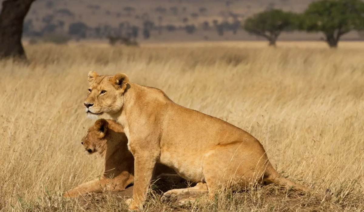 Lifetime Safaris