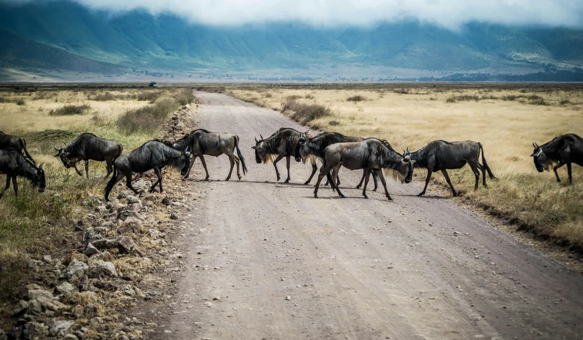 Lifetime Safaris