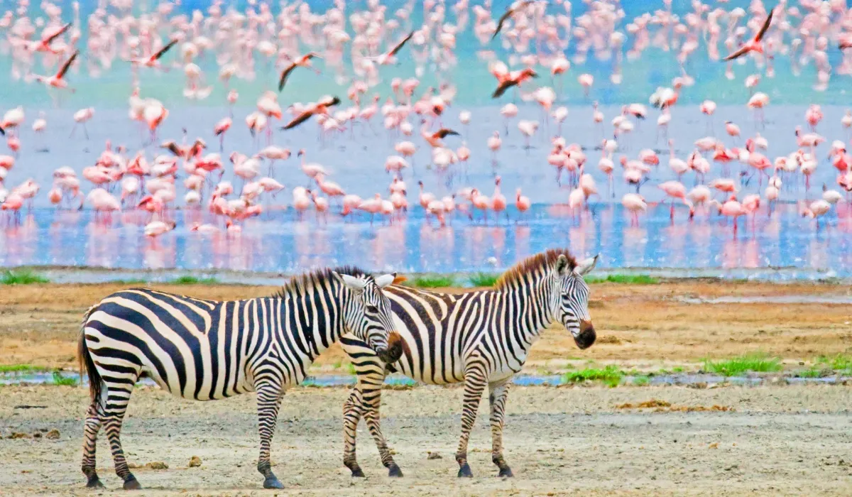 Lifetime Safaris