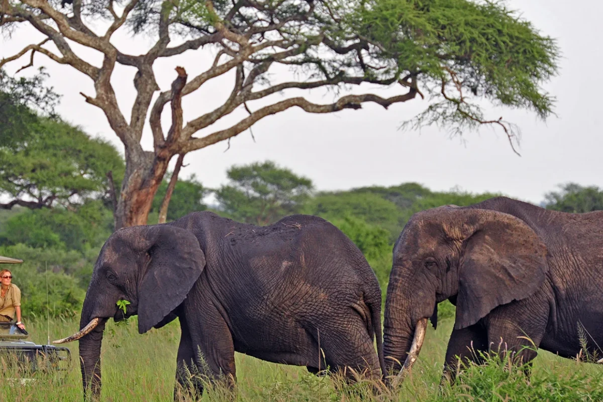 6 Days Tanzania Classic Safaris