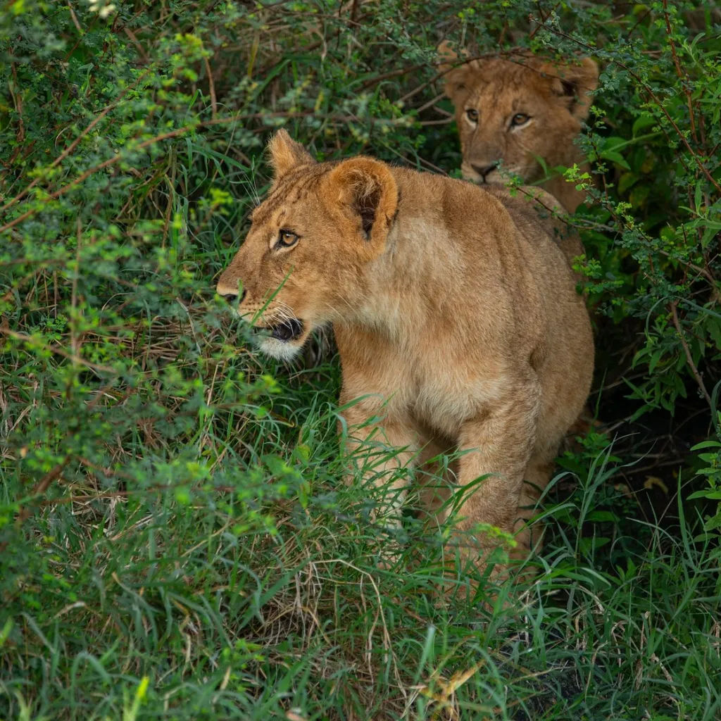 Lifetime Safaris