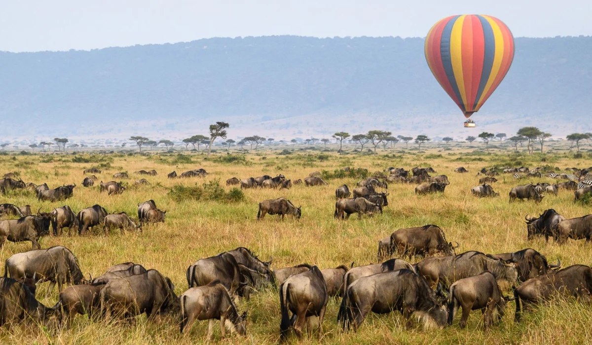 Lifetime Safaris