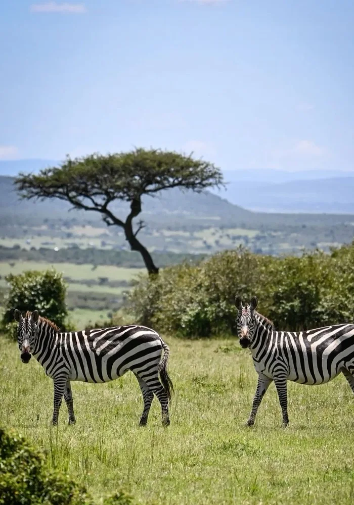 Lifetime Safaris