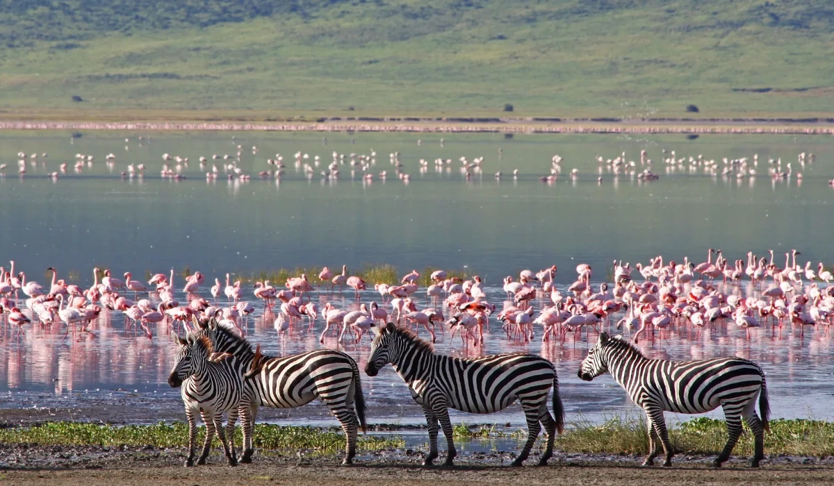 Lifetime Safaris