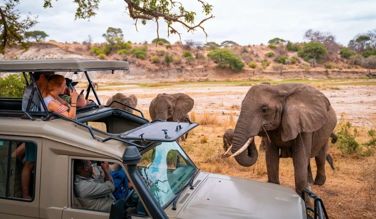 Lifetime Safaris