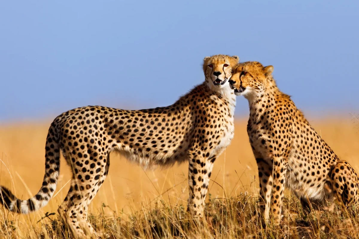 7 Days Tanzania Big 5 Safaris