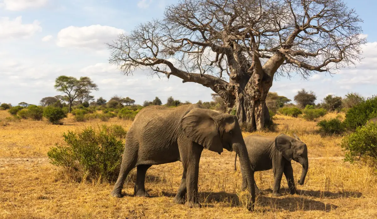 Lifetime Safaris