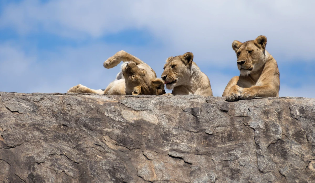 Lifetime Safaris