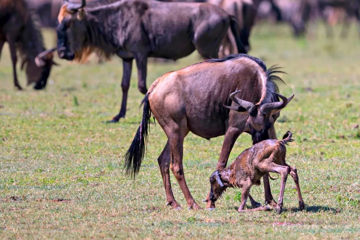7 Days Tanzania Calving Migration Safari