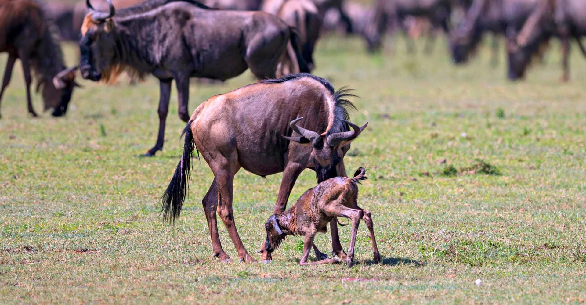 7 Days Tanzania Calving Migration Safari