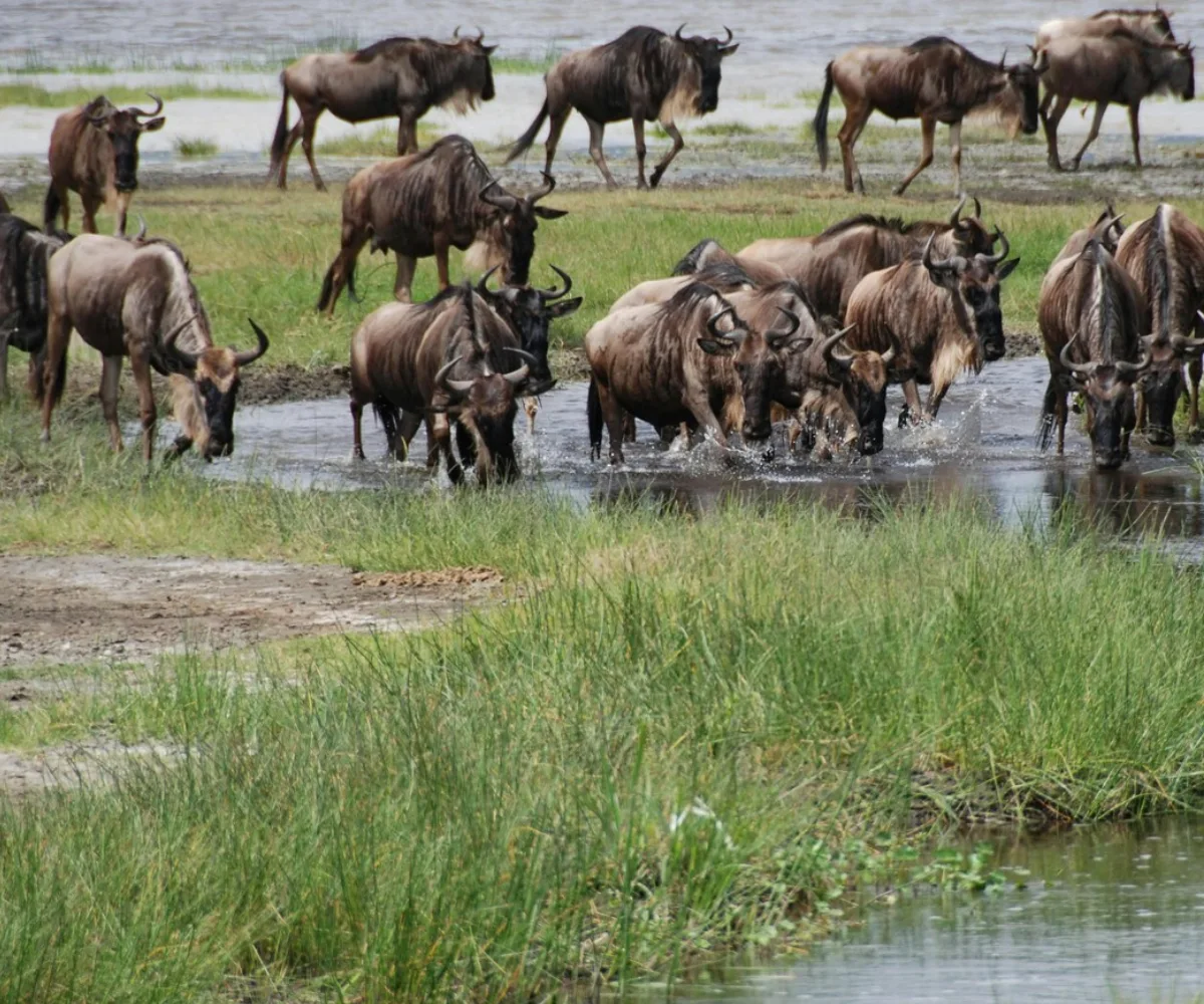 Lifetime Safaris