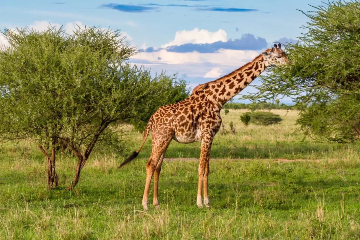 7 Days Tanzania Odyssey Safaris