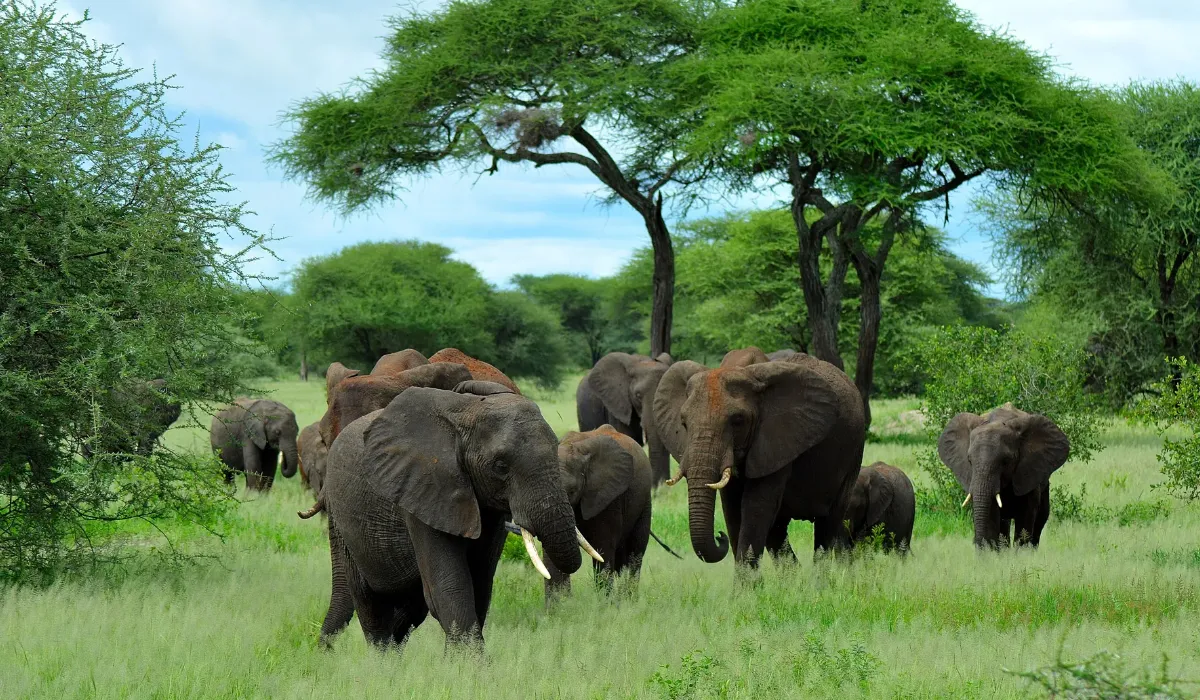 Lifetime Safaris