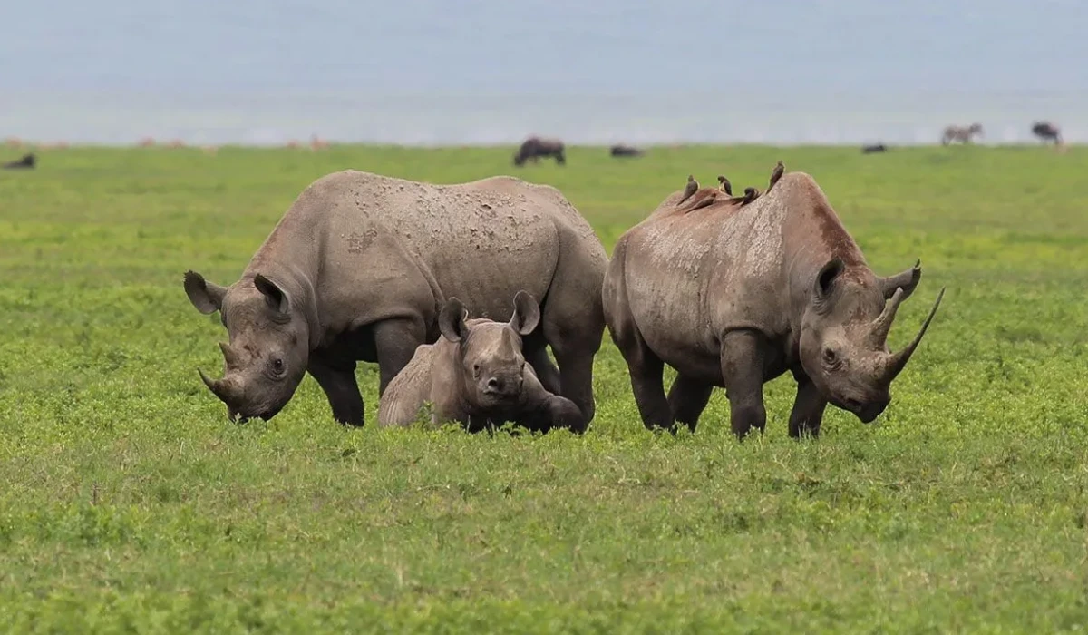 Lifetime Safaris
