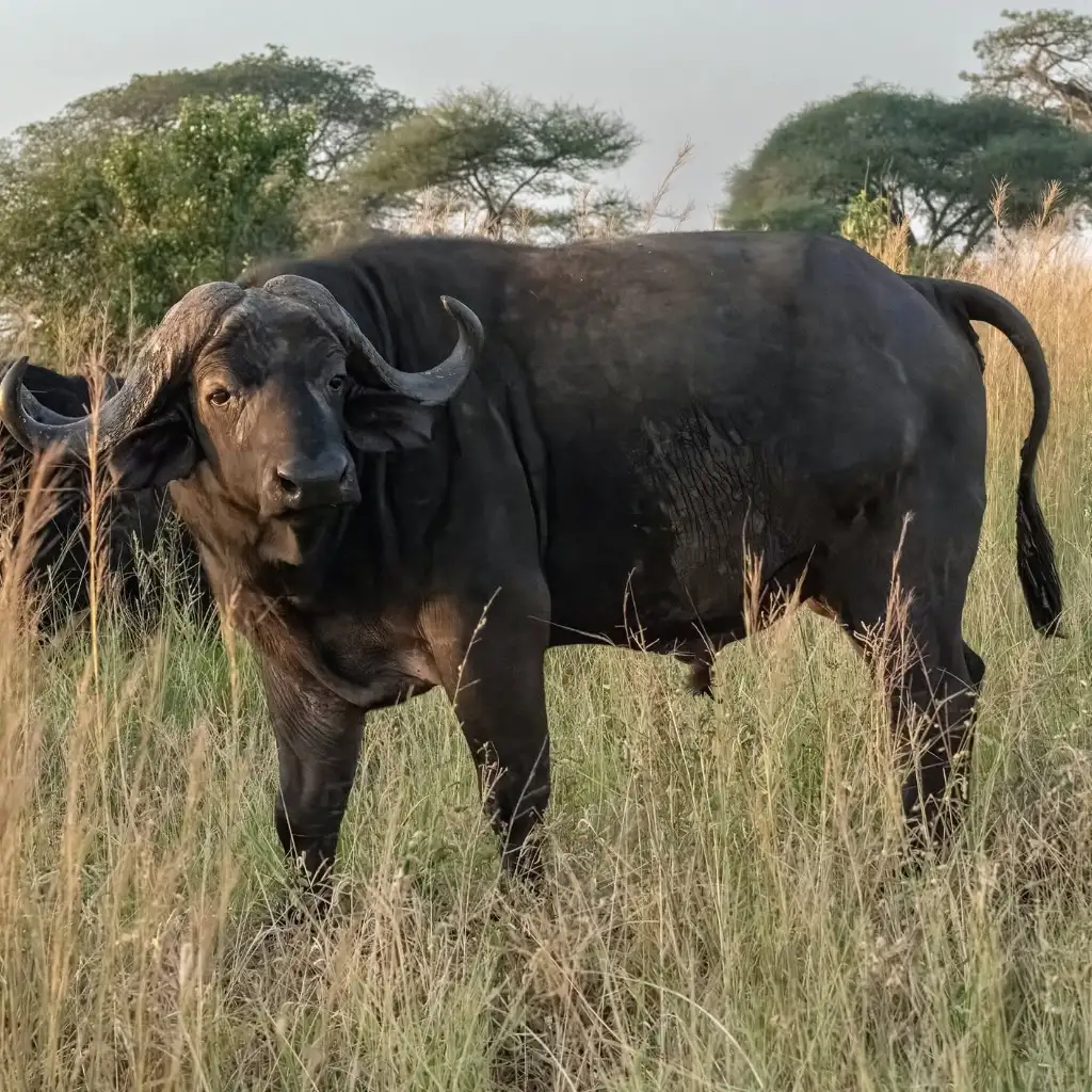 Serengeti Wildlife